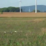 Importancia de la Percepción Pública en Energía Renovable