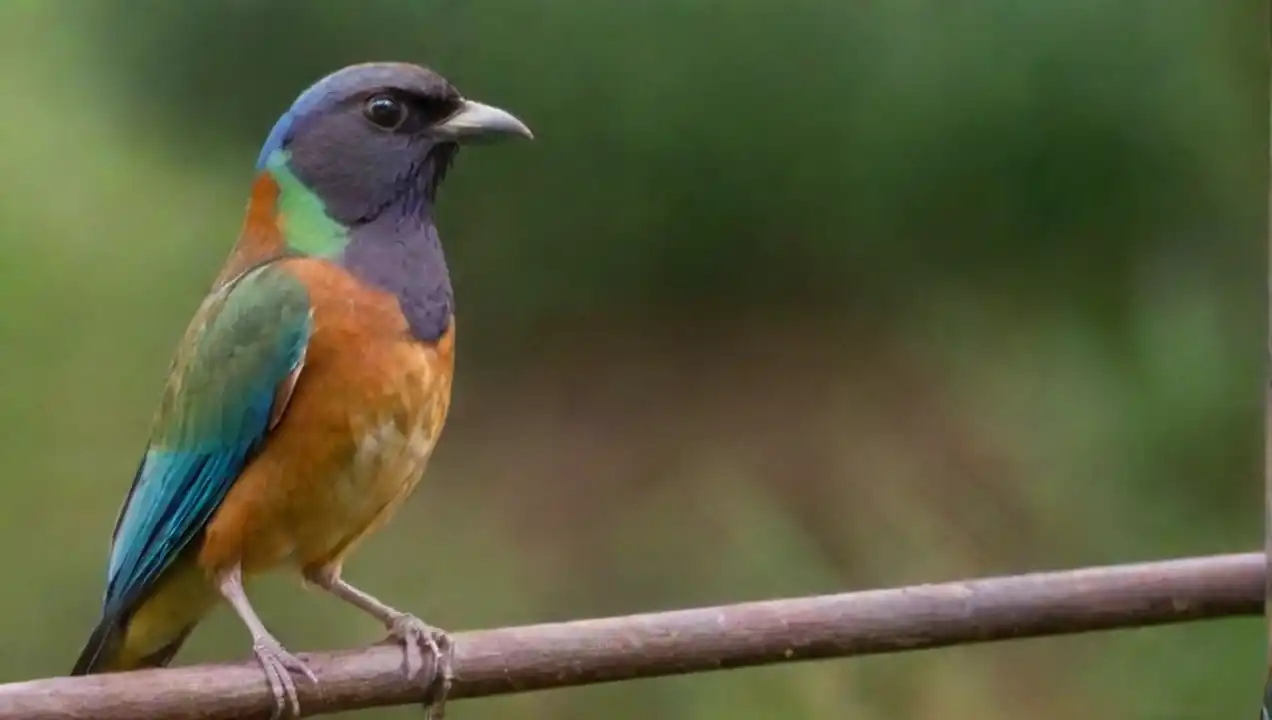 La importancia del monitoreo y la investigación de Efectividad de medidas contra el impacto en aves