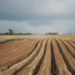 Uso de subproductos de la agricultura como biomasa