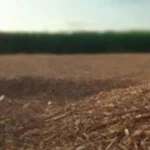 Uso de biomasa: desde la agricultura hasta el hogar
