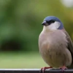 Efectividad de medidas contra el impacto en aves