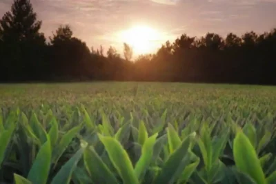 Cuántas Plantas de Energía Mareomotriz Existen en el Mundo