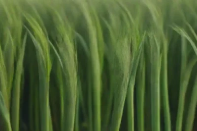 Biocombustibles: una alternativa verde para el transporte