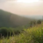 Investigación sobre interacciones entre energía y biodiversidad