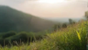 Investigación sobre interacciones entre energía y biodiversidad