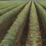 Cómo se cultivan y cosechan cultivos energéticos