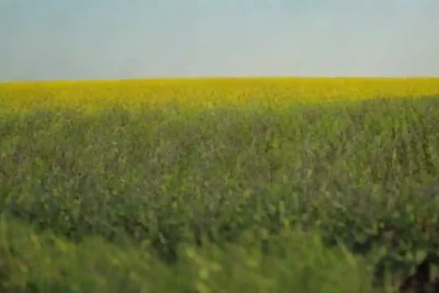 Bioenergía: Un enfoque natural para la energía limpia