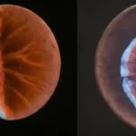 Comparativa de gases fósiles: afinidad y emisiones