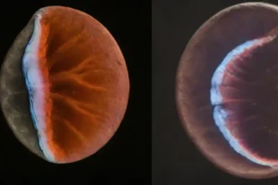 Comparativa de gases fósiles: afinidad y emisiones
