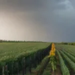 Efecto de energías renovables en la economía local
