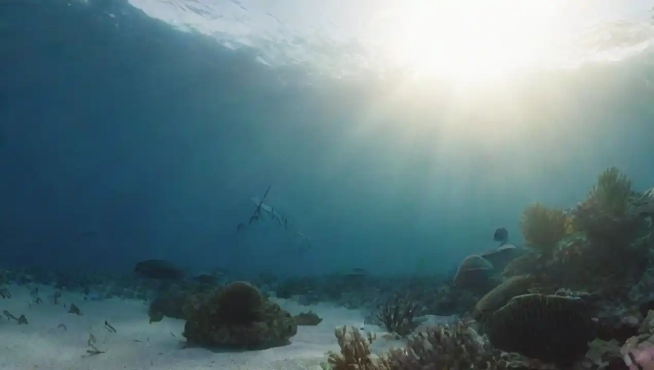 Cambio climático y sus repercusiones de Investigaciones sobre el impacto en fauna marina