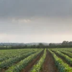 Energía y su nexus con la agricultura sostenible