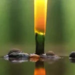 El efecto del petróleo en la biodiversidad local