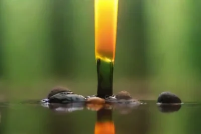 El efecto del petróleo en la biodiversidad local