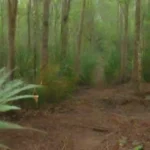 Función de la biodiversidad en la producción de biomasa