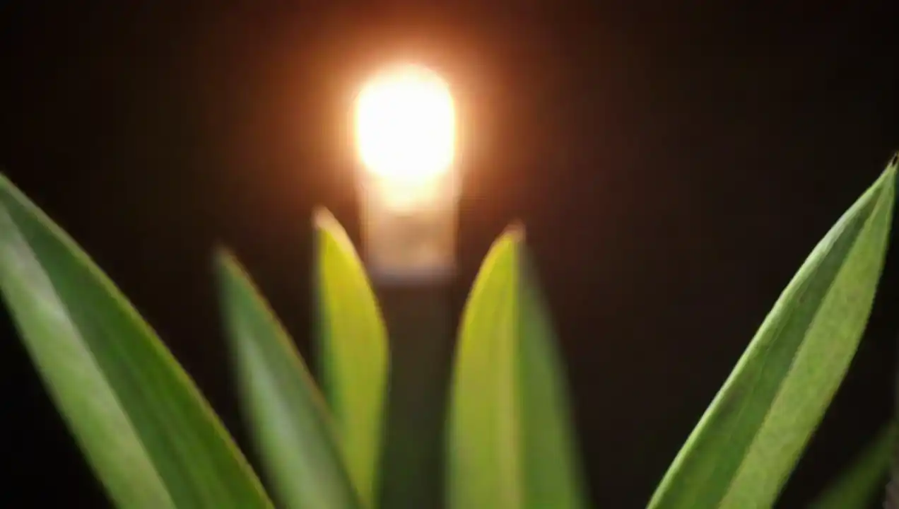 Financiamiento para proyectos de energía limpia y verde