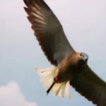 Efectos sobre la fauna: aves y energía eólica