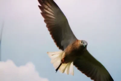 Efectos sobre la fauna: aves y energía eólica
