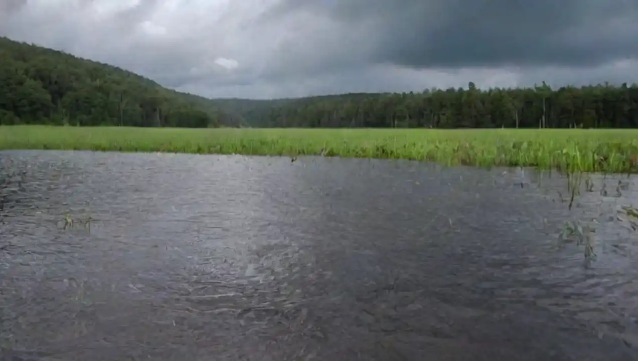 Carbono y su papel en el ciclo del agua: efectos ecológicos